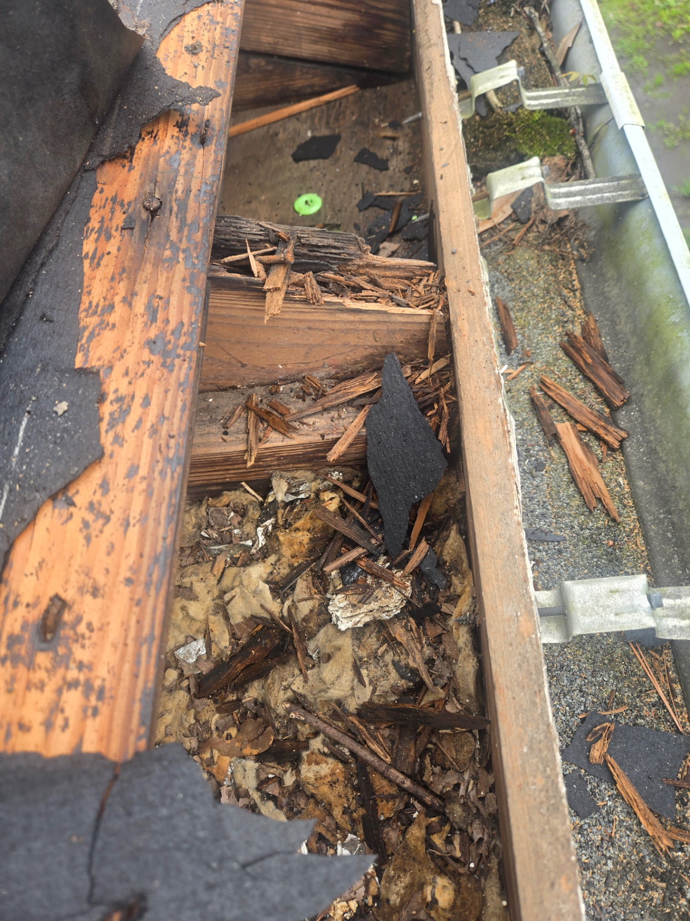 Close-up of rotted roof decking and fascia exposed in the gutter line before repair